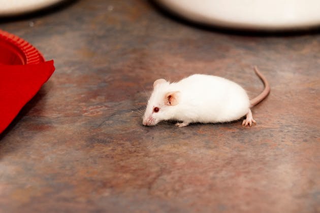 How to get rid of mice in your house
