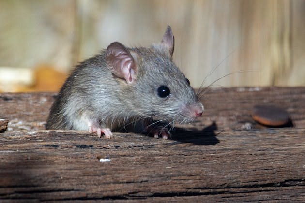 Are rats still a problem in the summer?