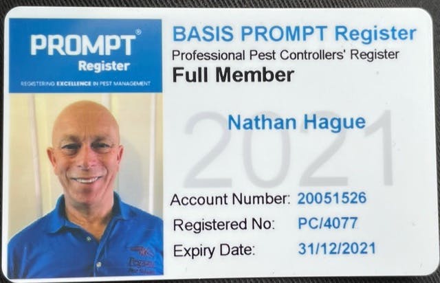 How to get rid of a rats nest in your home | Portsmouth